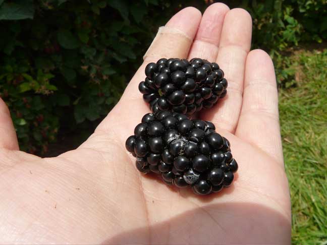 thorny blackberries 