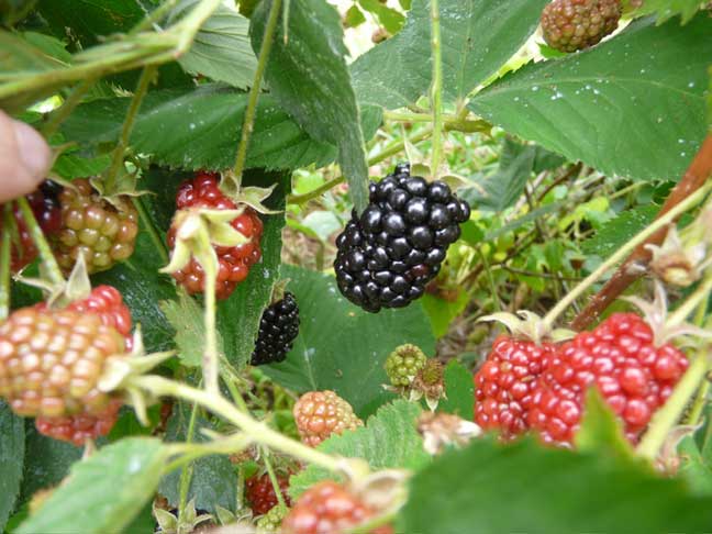 thorny blackberries 