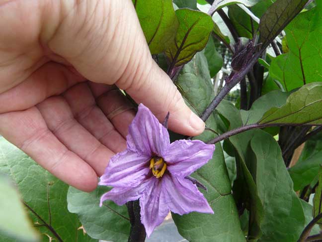 eggplant blossom