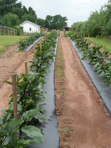 rows of eggplant