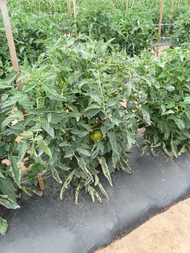 tomato plants