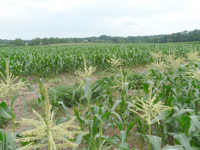 corn fields