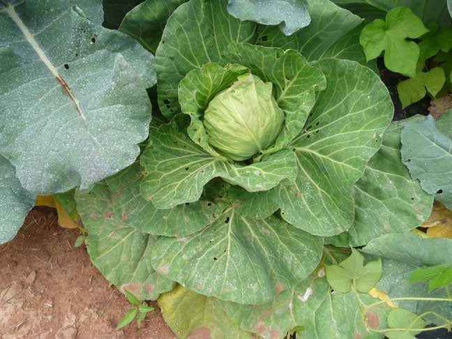 cabbage