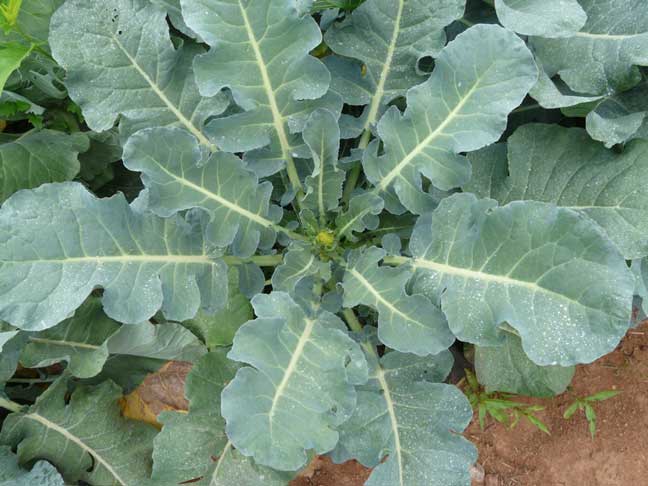 pickeed broccoli plant