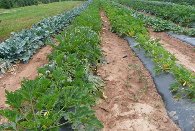 cabbage, squash and cucumbers