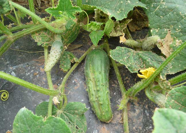 ccucumbers