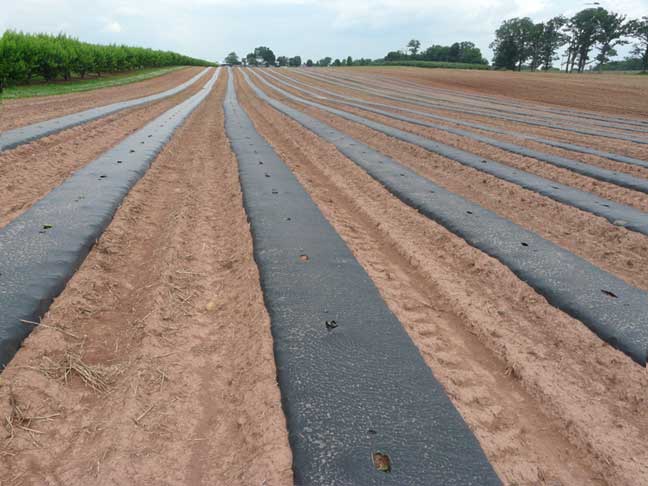 pumpkin rows