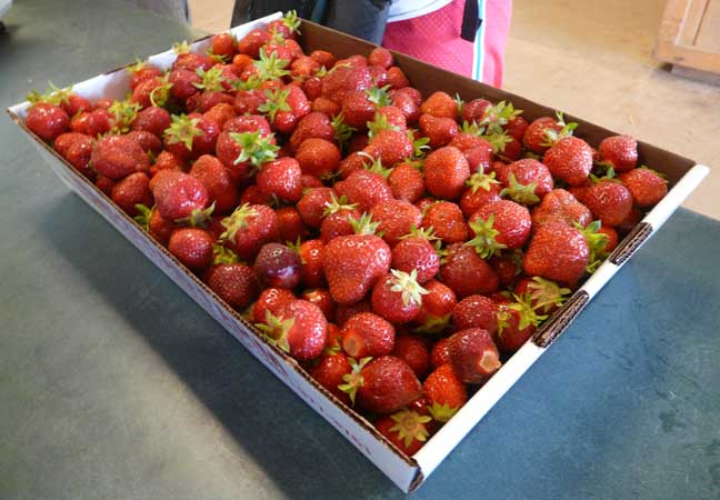 strawberry flat