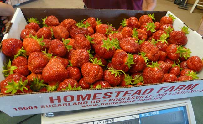 strawberry flat