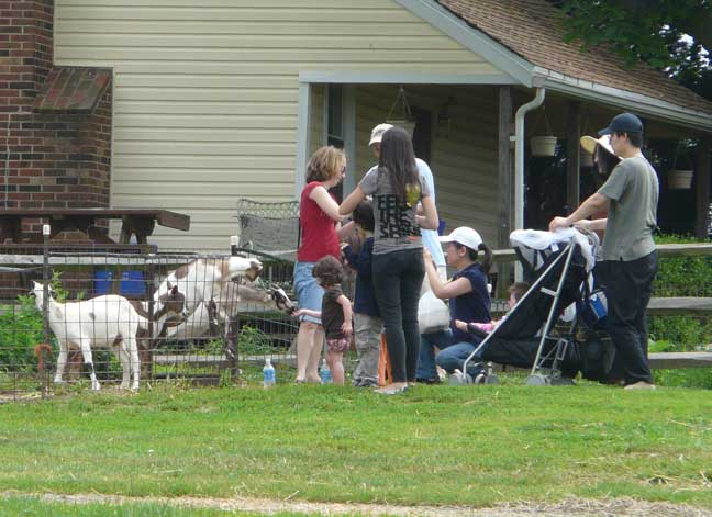 visiting goats