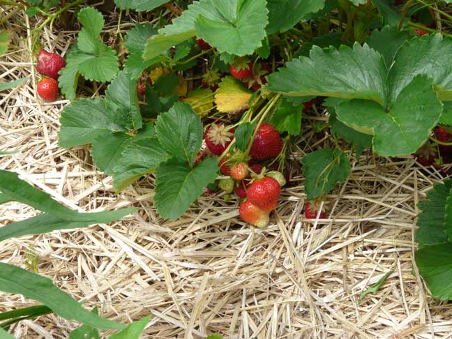 strawberries on the plant