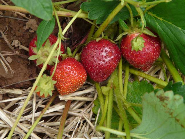 strawberries on the plant