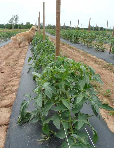 tomato row