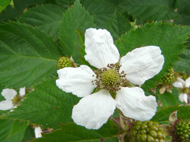 blackberry blossom