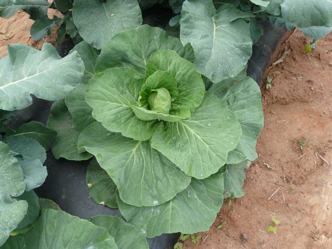 cabbage