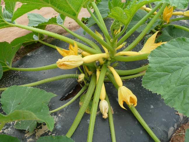 yellow squash