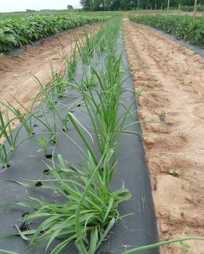 onion rows