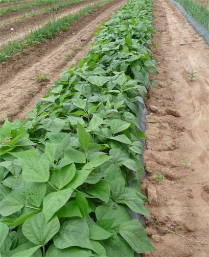 bean rows