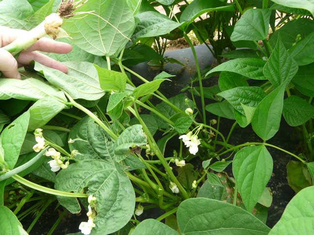 bean blossoms