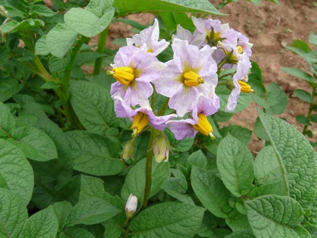potato blossoms