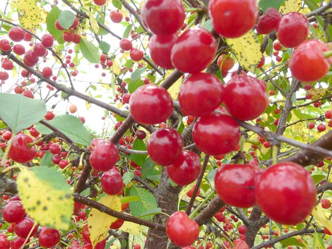 tart cherries