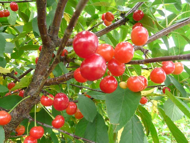 tart cherries