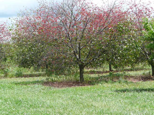 cherry tree