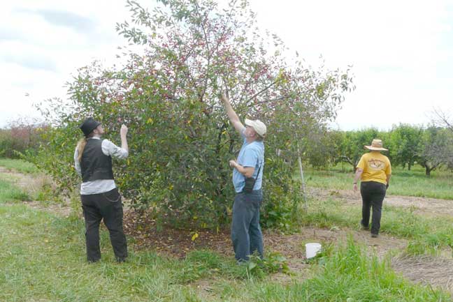 picking cherries