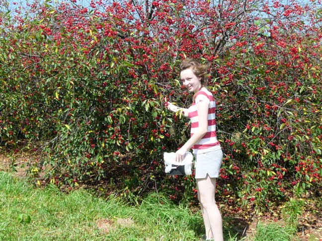 MAR picking cherries