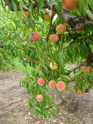 ripening peaches