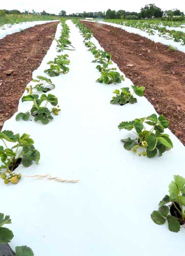 strawberry plants