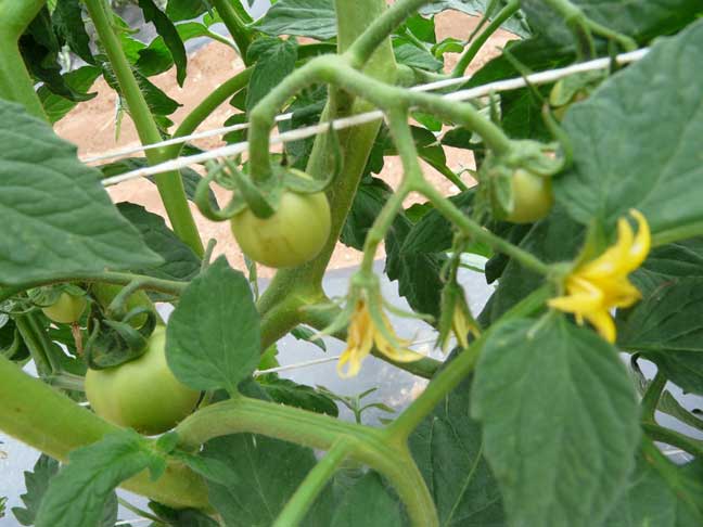 tomato plant