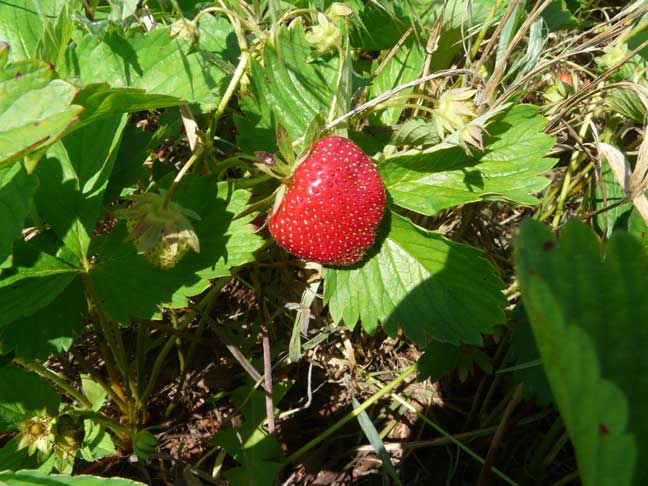 strawberry on plant