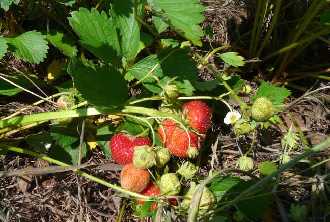 strawberries on the plant