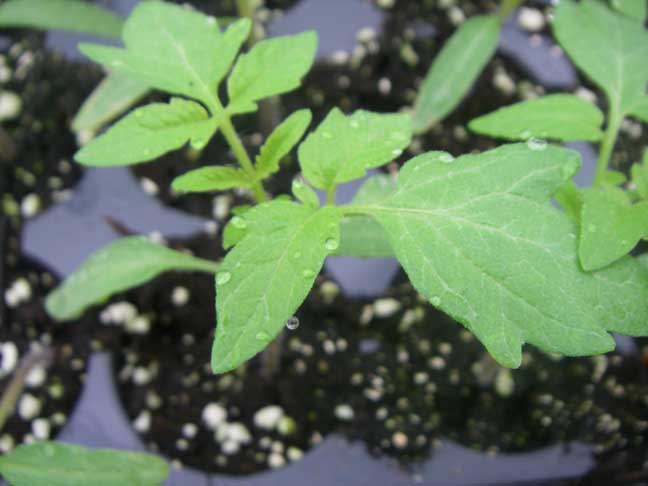 baby tomato plant