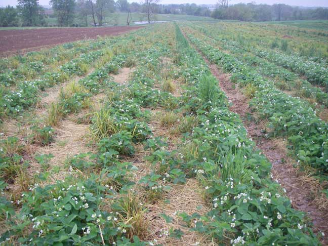 strawberry field