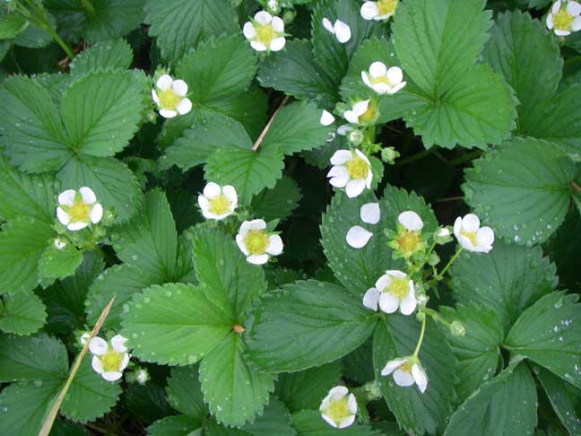 strawberry blossoms