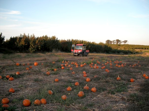 pumpkin field