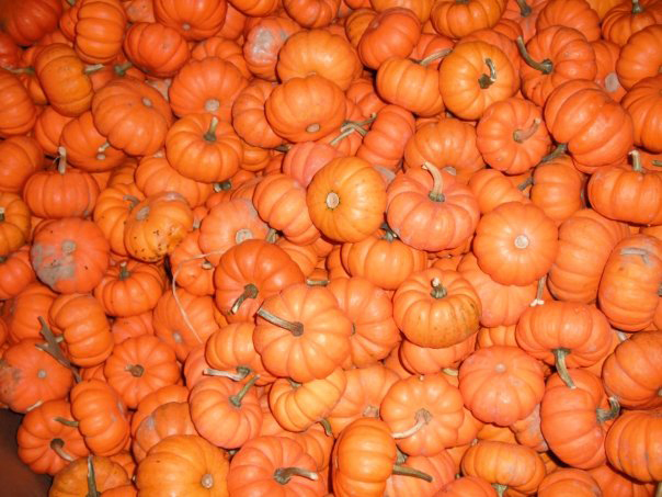 pumpkin gourds