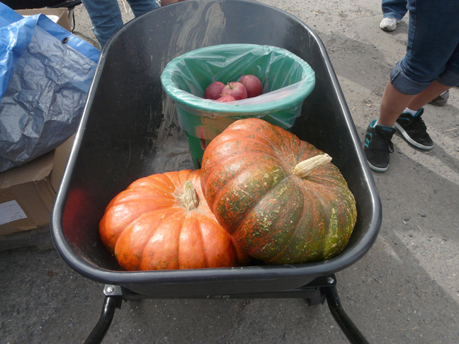 Cinderella pumpkin