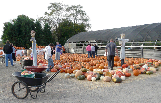 pumpkins