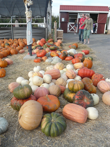 variety of pumpkins