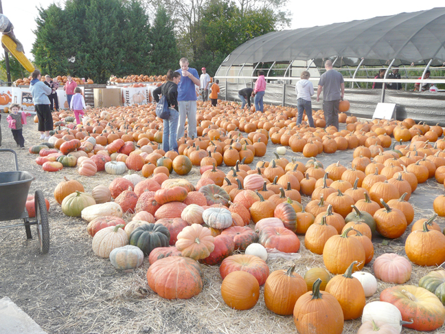 more pumpkins