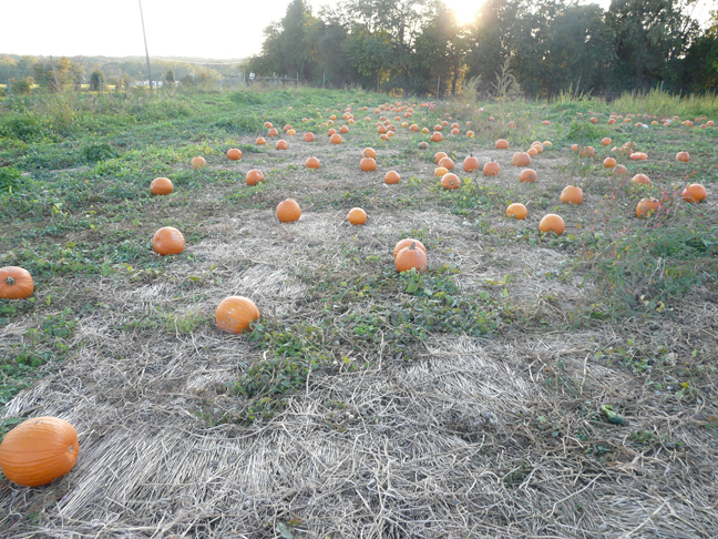 field pumpkin