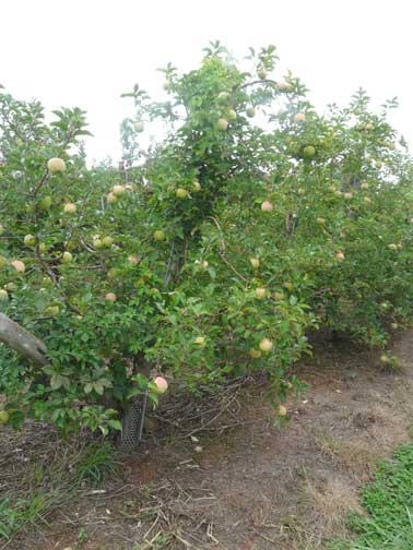 apple tree