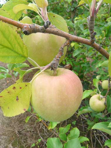 apple tree