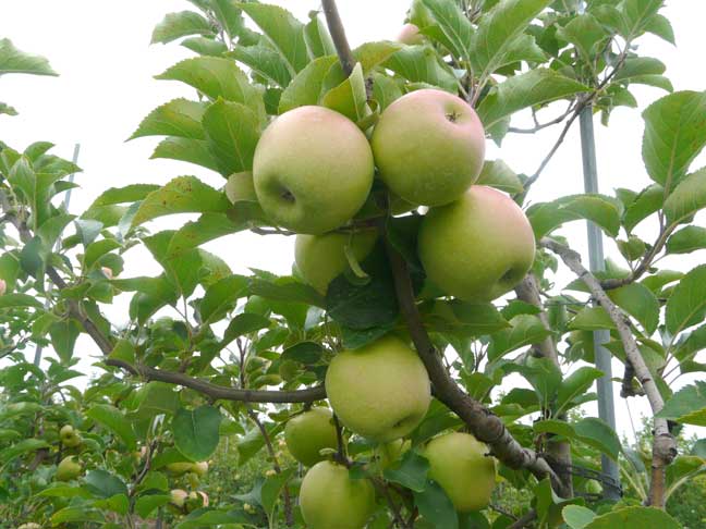 apple tree