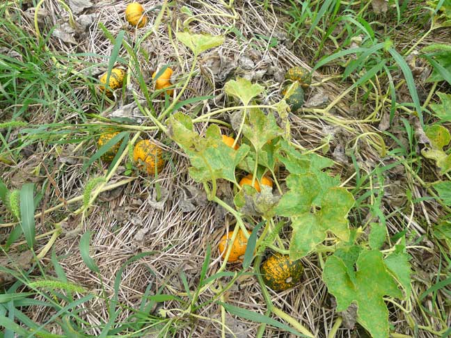 gourds