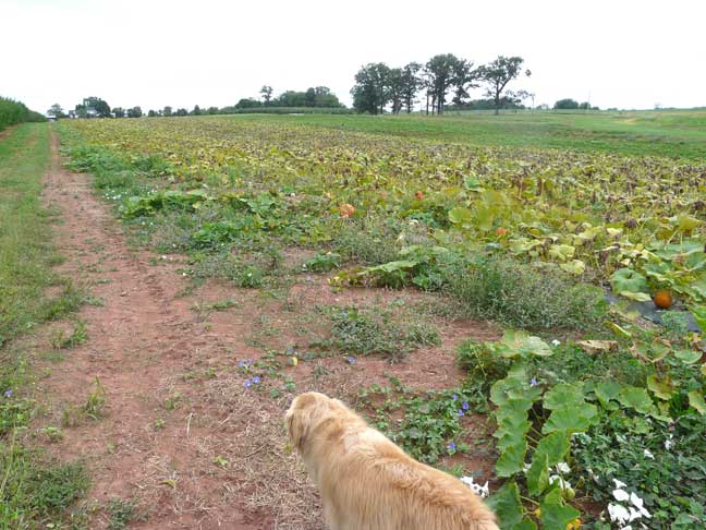 pumpkin field