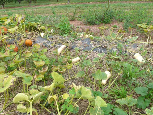 pumpkin field